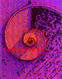 Softworlds Projects